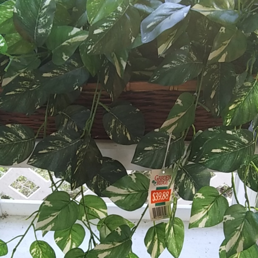 Artificial plant--one has original tags, one does